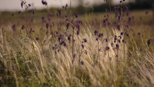 Florecimiento del campo de hierbas a finales de primavera en las estepas del Don en la noche al atardecer . — Vídeos de Stock