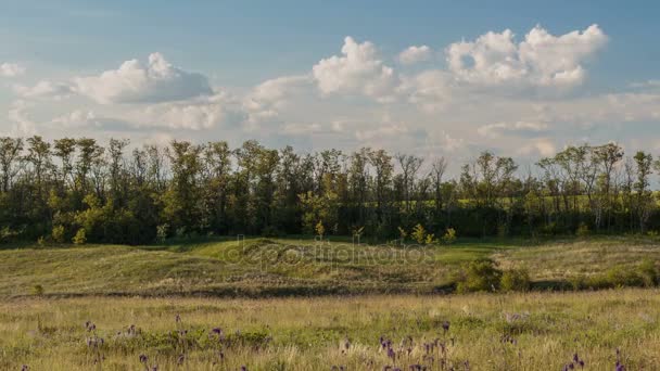 Быстрое движение облаков весной над пшеничными полями в бесконечных степях Дона . — стоковое видео