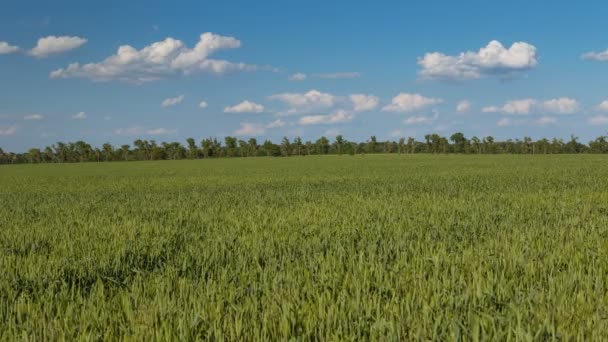 Rapido movimento di nuvole in primavera sui campi di grano nelle infinite steppe del Don . — Video Stock