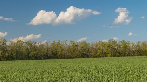 Szybkiego ruchu chmur na wiosnę przez pola pszenicy w niekończące się stepy Don. — Wideo stockowe
