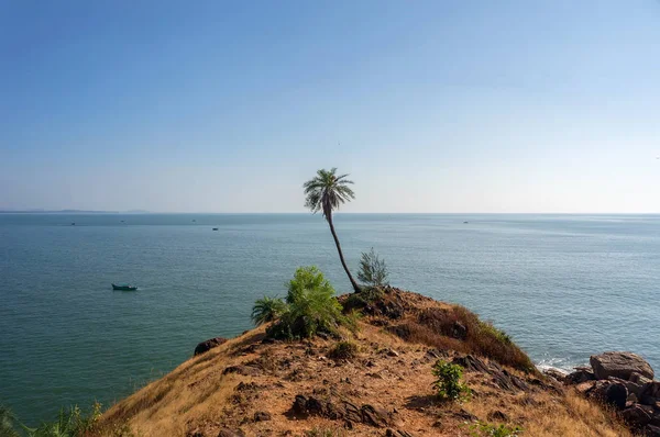 Hoge palmboom met groene eenzaam op de berg tegen de zee in de exotische — Stockfoto