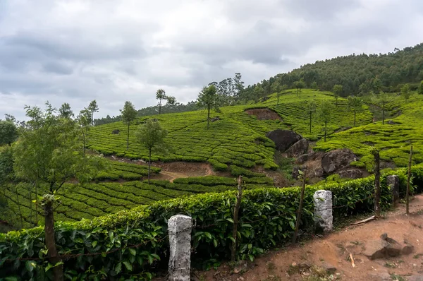 Kerala India travel tło - panorama zielonej herbaty plantacji — Zdjęcie stockowe