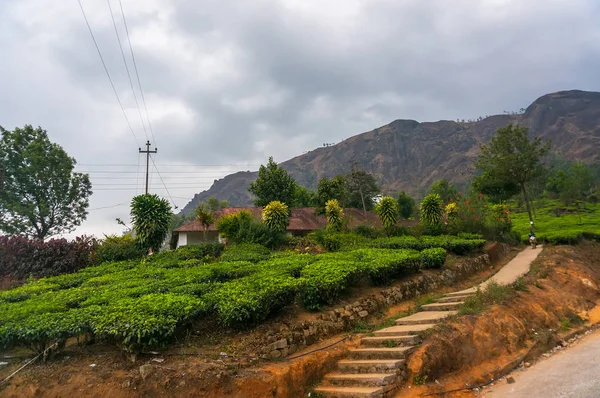 对茶园路 — 图库照片