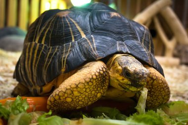 Büyük kaplumbağa yeşil çim besleme.