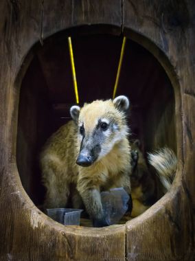 Sevimli coati, vahşi hayvan tilki gibi sevimli hayvanlar birkaç arıyorsunuz