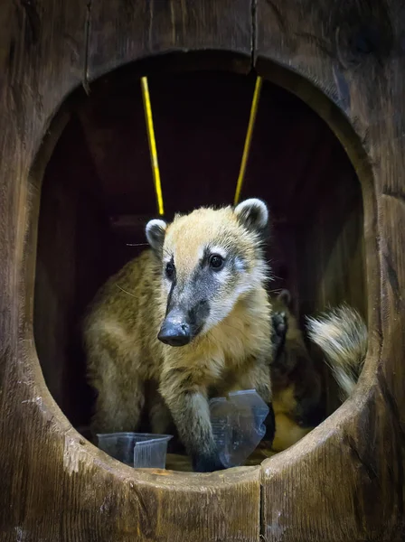 Lindo coati, animal salvaje que parece mapache, un par de animales lindos —  Fotos de Stock
