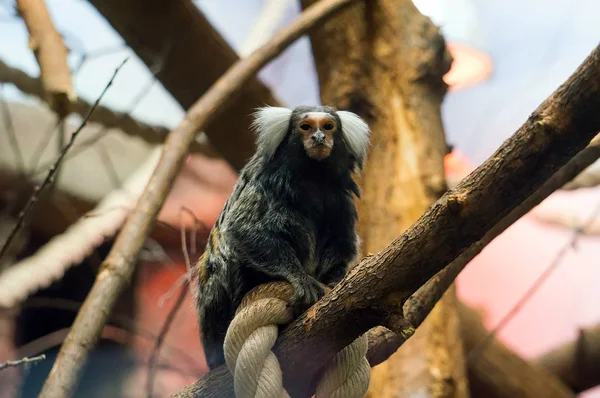 Marmoset de Geoffroy - Mono sentado en la cuerda —  Fotos de Stock