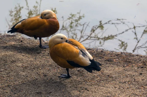 Female Teal ducks stay together — Stock Photo, Image