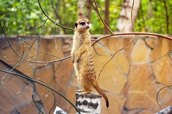 猫鼬或在动物园 suricate — 图库照片
