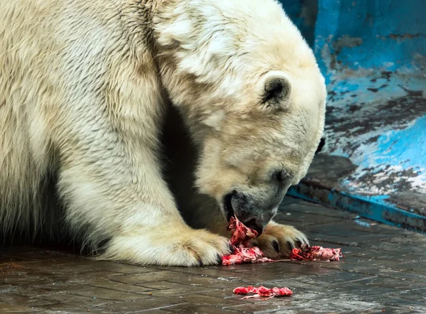 Um urso branco perverso está comendo — Fotografia de Stock