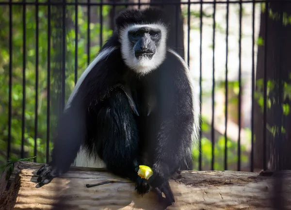 Apina, valkoinen käsi gibbon istuu, pelaa taustaa vasten vihreä lehvistö . — kuvapankkivalokuva