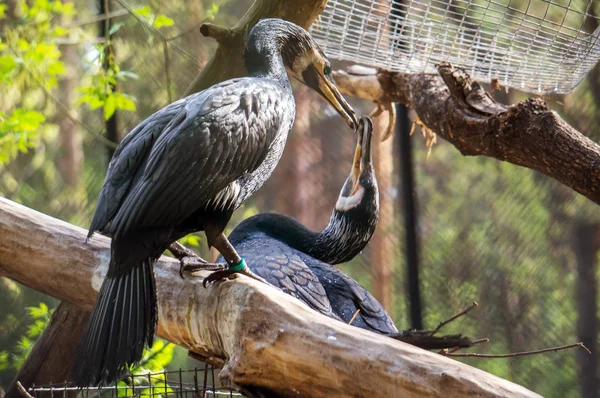 A family of cormorants building a nest — Stock Photo, Image