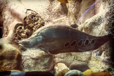 Palyaço knifefish Chitala ornata 