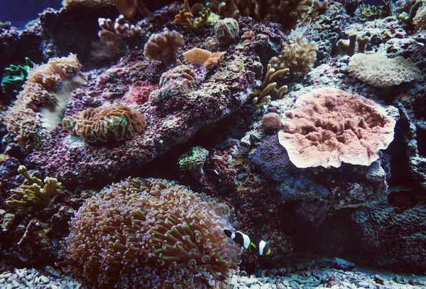coral reef with hard corals