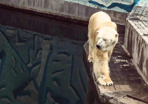 O urso polar olha para o seu reflexo na água — Fotografia de Stock