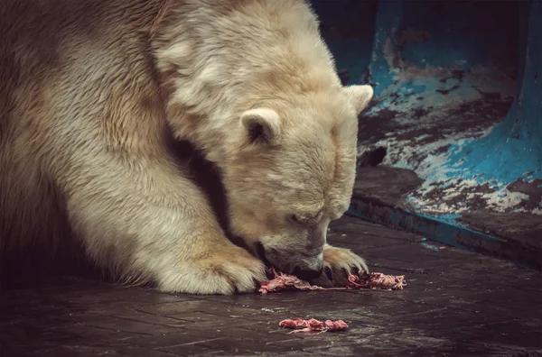 El oso polar come carne y su cara en sangre , —  Fotos de Stock