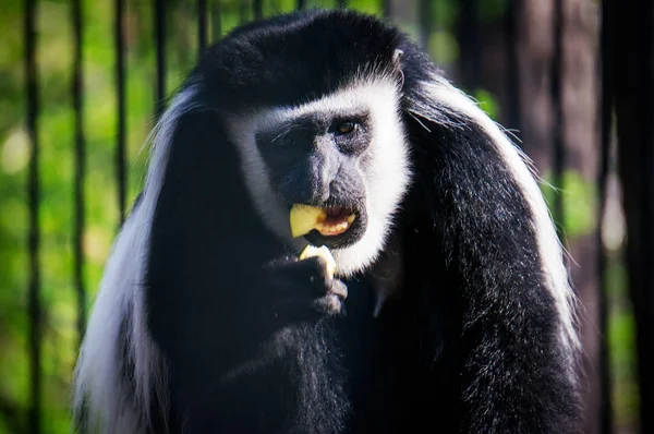 Joven gibón negro comiendo plátano —  Fotos de Stock