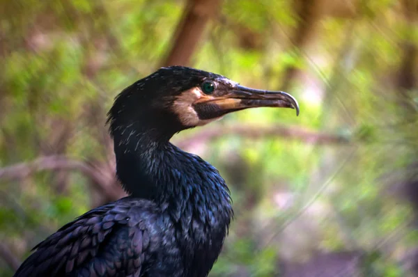 Nahaufnahme von Schwarzkormoranen — Stockfoto