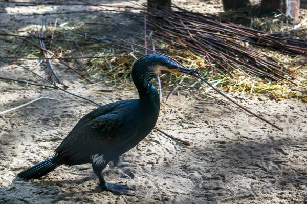 Kormoran hockt in einem Baum einer Kolonie in der Nähe des Nistplatzes — Stockfoto