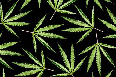 Cannabis leaf isolated on a black background. clipart