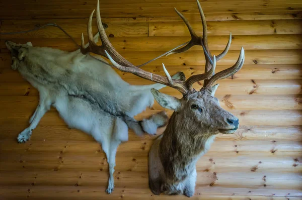 Mounted Stag Head on Cabin Wall