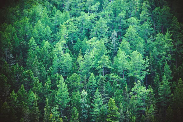 Fir forest view from above