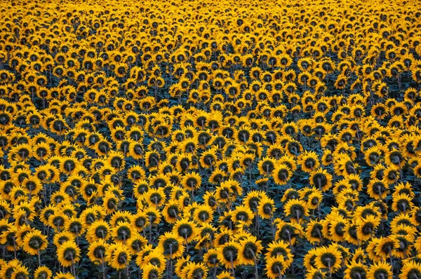 Domaine de l'agriculture de tournesols fond — Photo