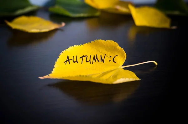 Надпись падает на желтый опавший лист осенней концепции — стоковое фото