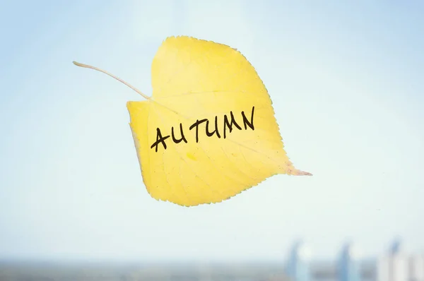 Yellow fallen leaf labeled Sep stuck to the window — Stock Photo, Image