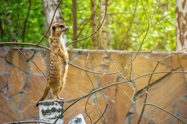 Stál na stráži bdělí surikat — Stock fotografie