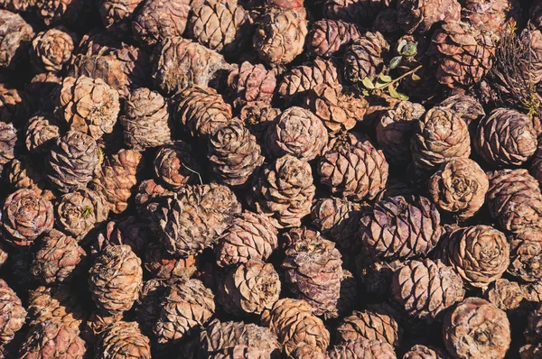Pine nuts in the cones in the background.
