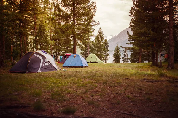 Aventuras Acampar e tenda sob a floresta de pinheiros perto da água — Fotografia de Stock