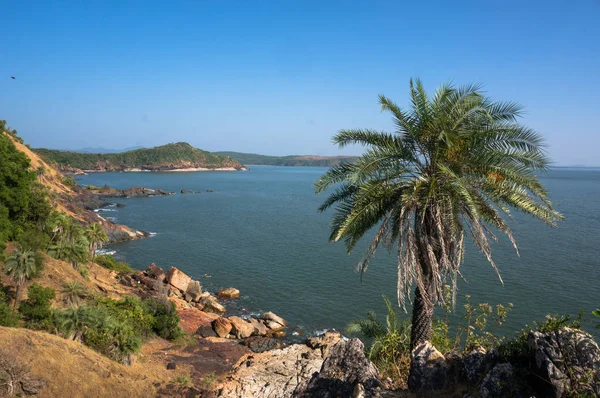 Hoge palmboom met groene eenzaam op de berg tegen de zee in de exotische — Stockfoto