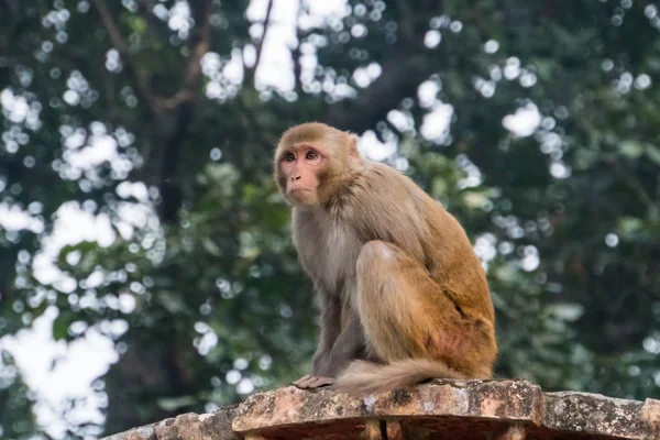 माकडा दगडावर बसून दूर पहा — स्टॉक फोटो, इमेज