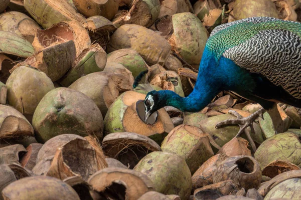 Peacock. Indian wild peacock — Stock Photo, Image