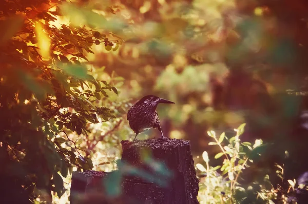 Black woodpecker in the green summer forest. — Stock Photo, Image