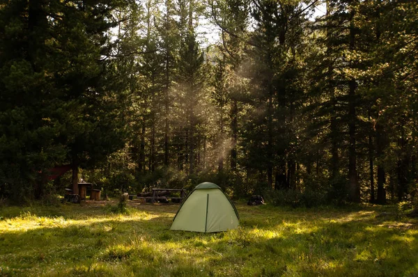 Acampar e tenda sob a floresta de pinheiros — Fotografia de Stock