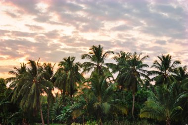 Gün batımında Palm grove.