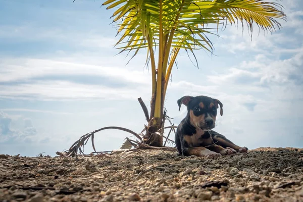 Perro en vacaciones de verano en la playa bajo una palmera —  Fotos de Stock