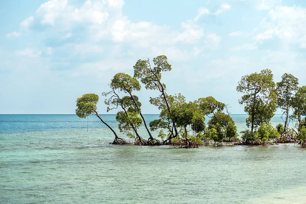 Δέντρο μαγκρόβια, στην παραλία Vijaynagar Νήσος Χάβελοκ — Φωτογραφία Αρχείου