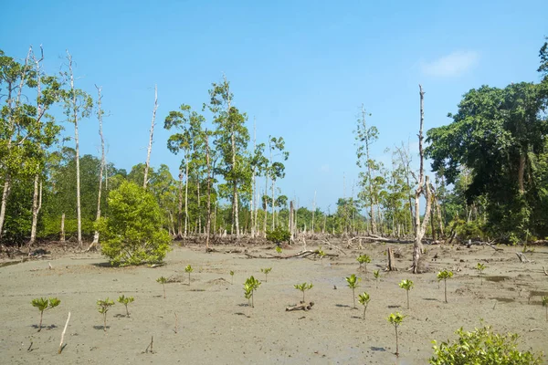 Úchvatný pohled Havelock Island Beach, krásný strom v mořské vodě, — Stock fotografie