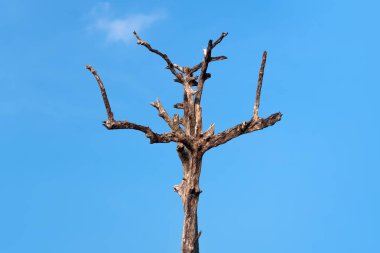Eski kuru ağaç siluet mavi gökyüzü arka planda,