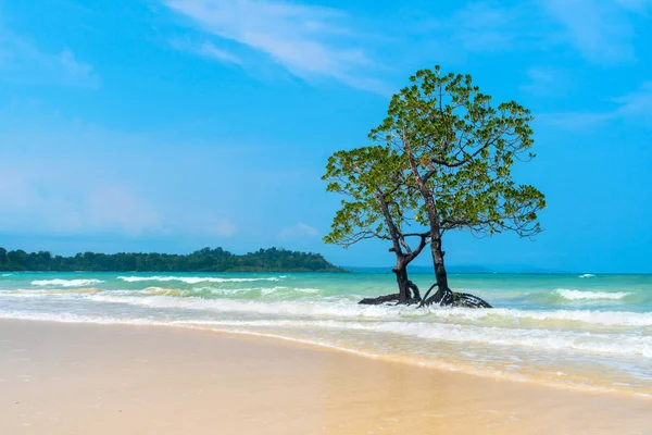 Beautiful exotic trees against the sea landscape with blue clouds — Stock Photo, Image