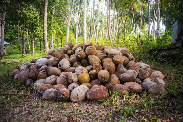 fallen coconut around a palm tree