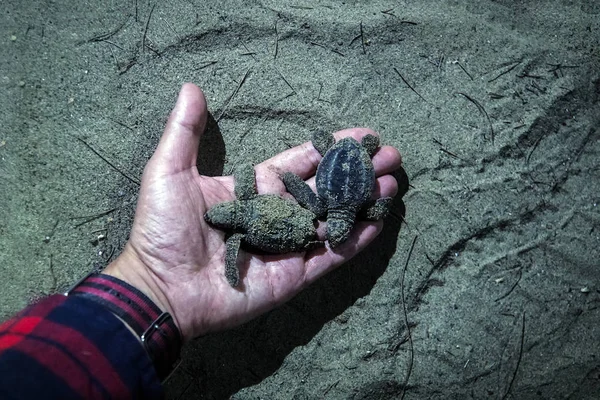Μικρά χελωνάκια στο χέρι του το βράδυ — Φωτογραφία Αρχείου
