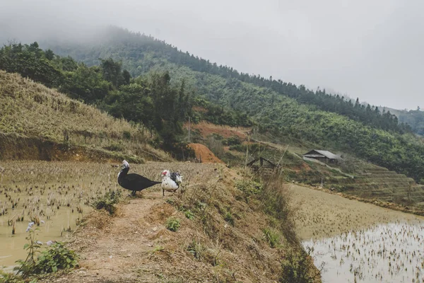 Blanco y negro patos almizcleros de pie en el agua en los campos de arroz en terrazas en el norte de Vietnam durante un día gris brumoso —  Fotos de Stock