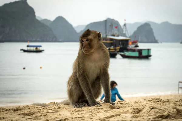 Playa de la isla del mono en la bahía de Lan Ha, recorrido de la bahía de Ha long en Cat Ba, Vietnam . —  Fotos de Stock
