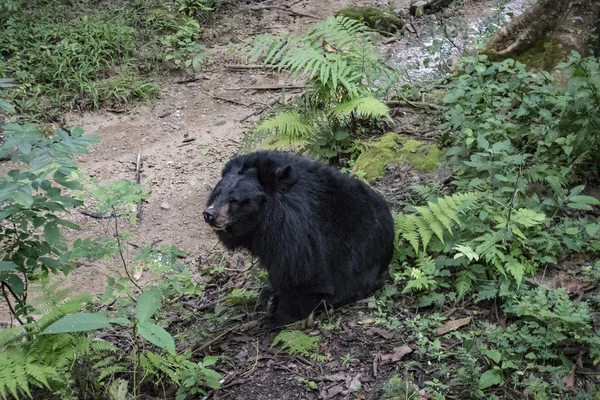 Oso negro asiático Ursus thibetanus también conocido como el oso lunar y el oso de pecho blanco relajándose en el zoológico —  Fotos de Stock