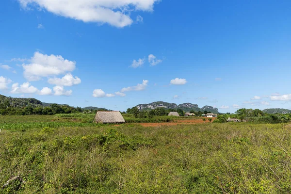 Vinales Valley, Pinar del Rio. Pohled na plantáž tabáku a krajinu v údolí Vinales na Kubě. — Stock fotografie