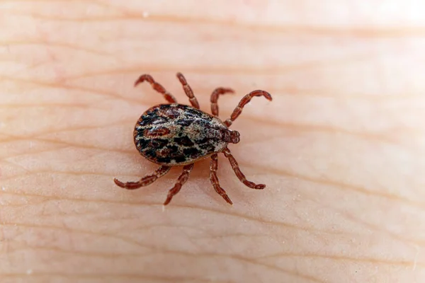 Een Gevaarlijk Bloedzuigend Insect Kleine Bruine Gevlekte Mijten Biologische Naam — Stockfoto